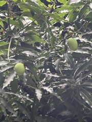 Mangifera indica