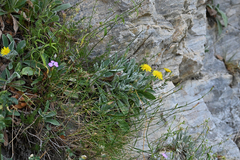 Hieracium tomentosum