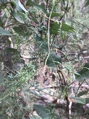 Clematis leptophylla