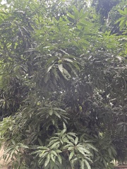 Mangifera indica