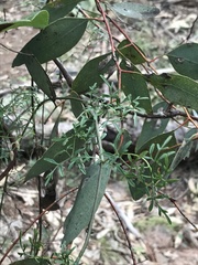 Clematis leptophylla