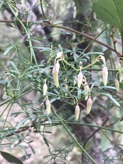 Clematis leptophylla