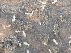 Cortaritermes fulviceps