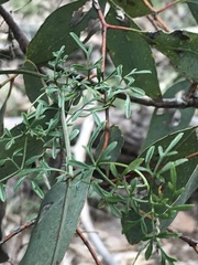 Clematis leptophylla