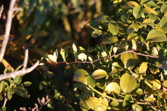 Putterlickia retrospinosa