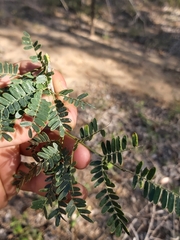 Vachellia robusta usambarensis