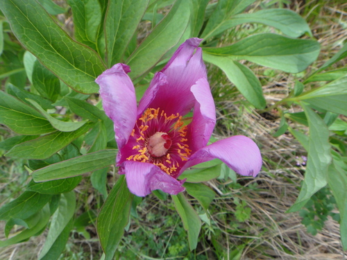 pivonka lekárska (Paeonia officinalis)