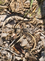 Vachellia robusta usambarensis