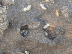 Cortaritermes fulviceps