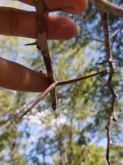 Vachellia robusta usambarensis