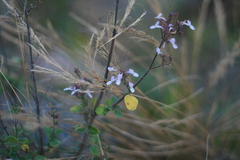 Aeollanthus parvifolius