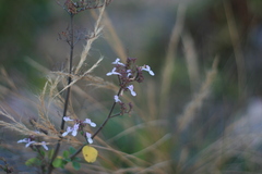 Aeollanthus parvifolius