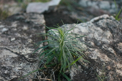 Euryops brevipapposus