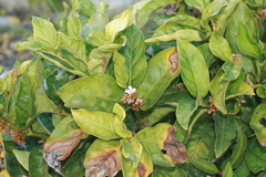 Mitriostigma axillare