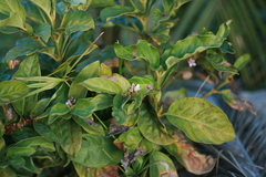 Mitriostigma axillare