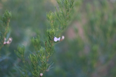 Psoralea glabra