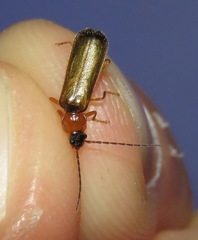 Rhagonycha lutea