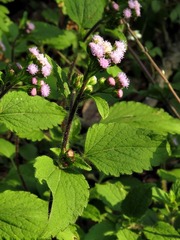 Ageratum conyzoides image