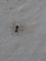 Menemerus semilimbatus