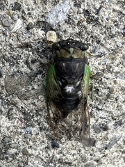 Neotibicen lyricen