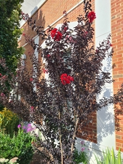 Lagerstroemia indica