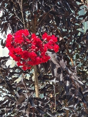 Lagerstroemia indica