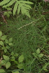 Equisetum sylvaticum image