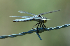 Libellula nodisticta