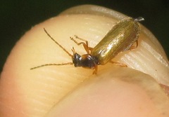 Rhagonycha testacea