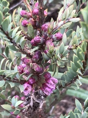 Melaleuca thymifolia