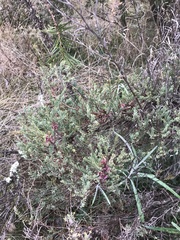 Melaleuca thymifolia