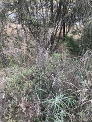 Melaleuca thymifolia