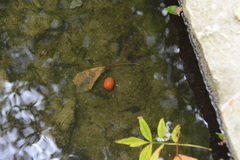 Lissotriton helveticus