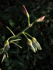 Desmodium uncinatum image