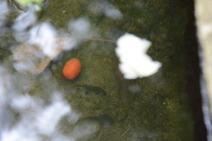 Lissotriton helveticus