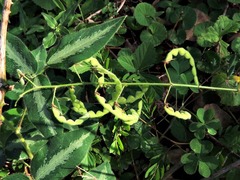 Desmodium uncinatum image