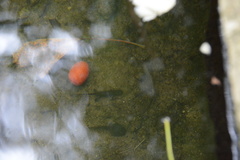 Lissotriton helveticus