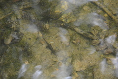 Lissotriton helveticus