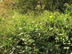 Desmodium uncinatum image