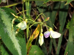 Desmodium uncinatum image