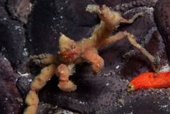 Achaeopsis spinulosa