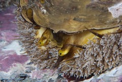 Haliotis midae