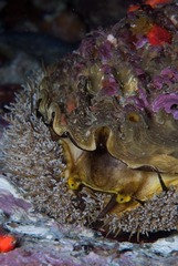 Haliotis midae
