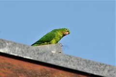 Psittacara leucophthalmus