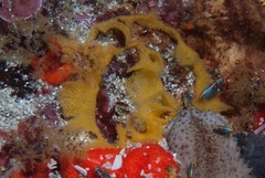 Dendrodoris caesia