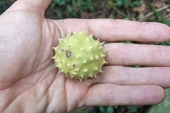 Byttneria grandifolia