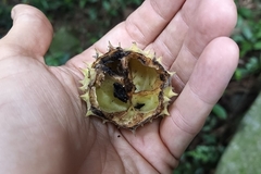Byttneria grandifolia