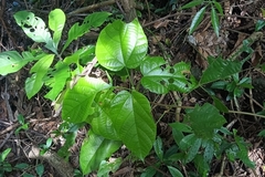 Byttneria grandifolia