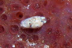 Cystiscinae