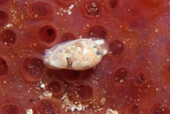 Cystiscinae